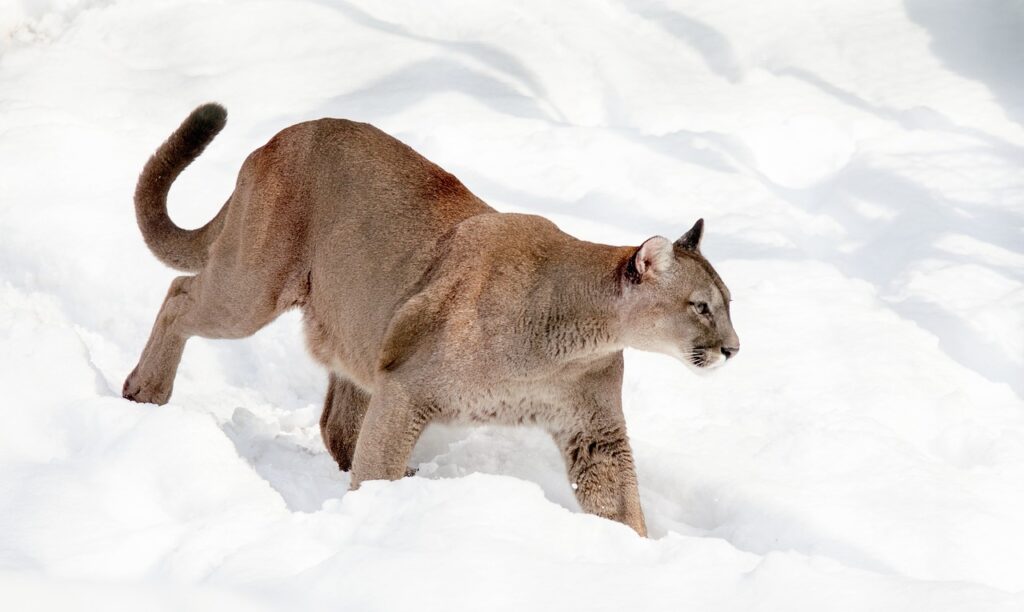 Mountain Lion on snow