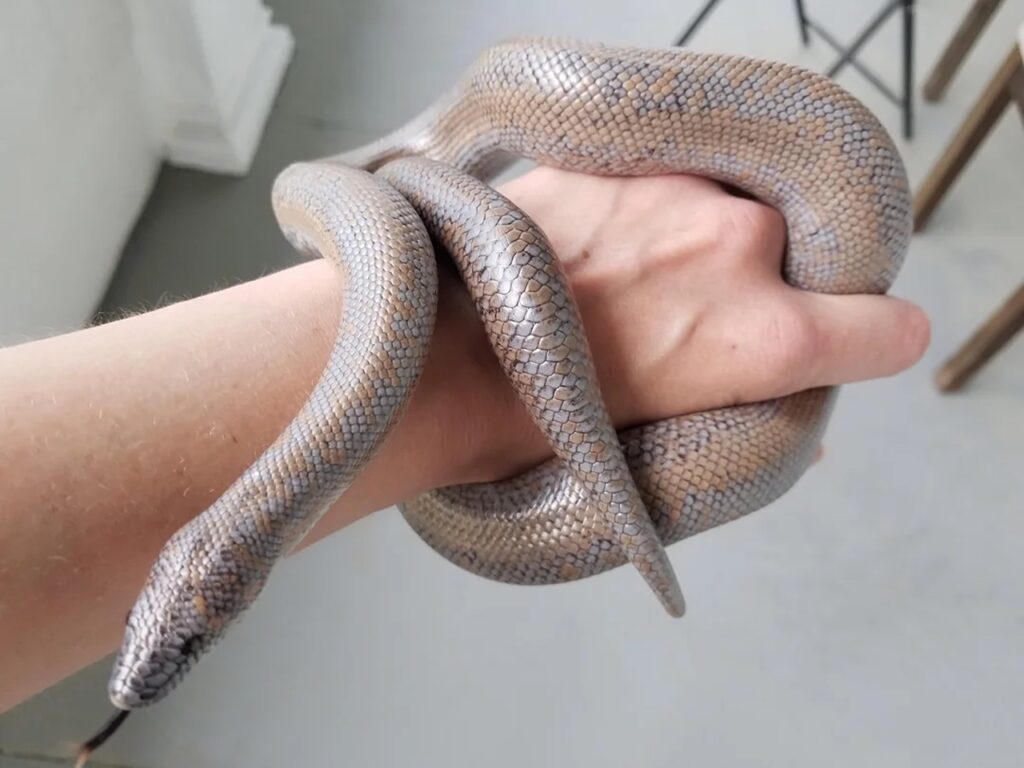 Rosy Boa