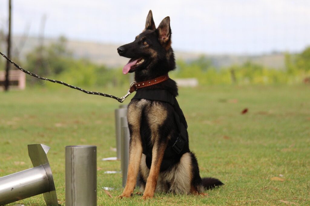 Dog on leash