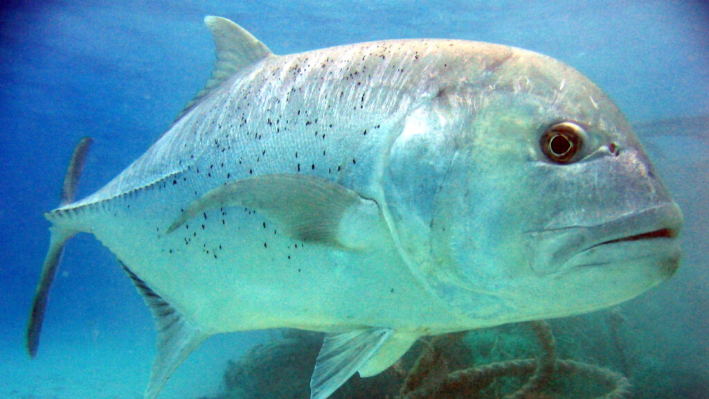 Giant Trevally