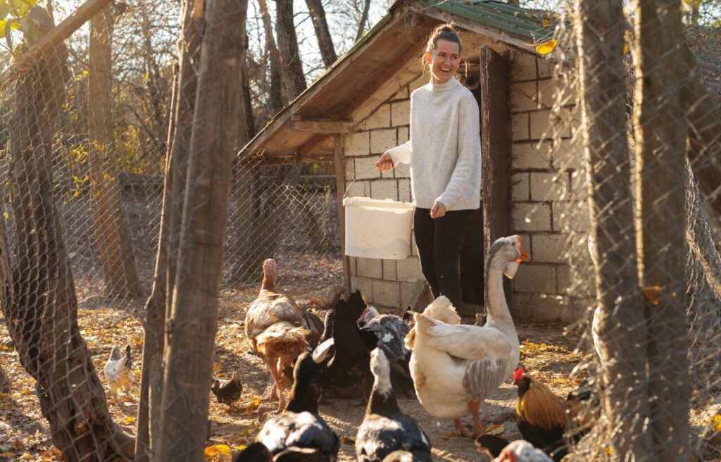 A smiling woman carrying a white bucket walks among chickens, ducks, and geese near a small brick poultry house.