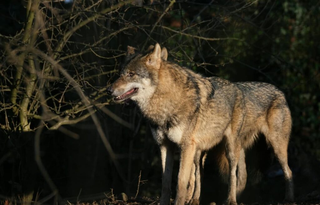 Gray wolf in forest