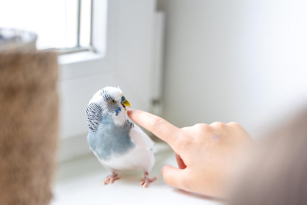 Budgerigar