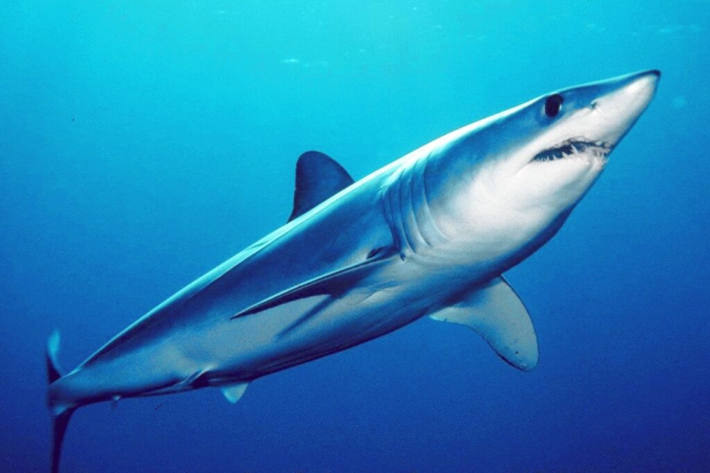 A Mako Shark
