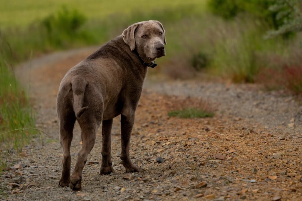 Chesapeake Bay Retrievers