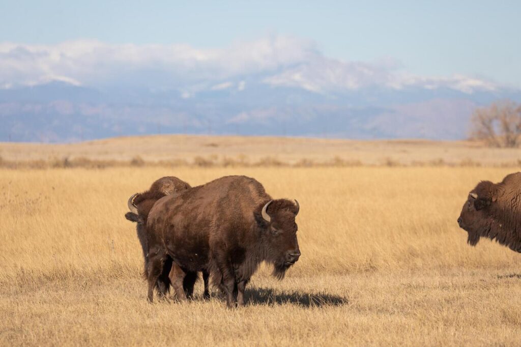 American Bison