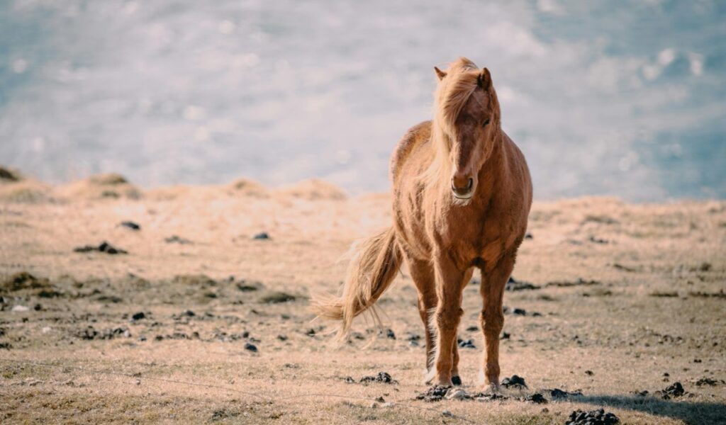 A wild horse stands alone on a dry, grassy plain with a soft blue background.