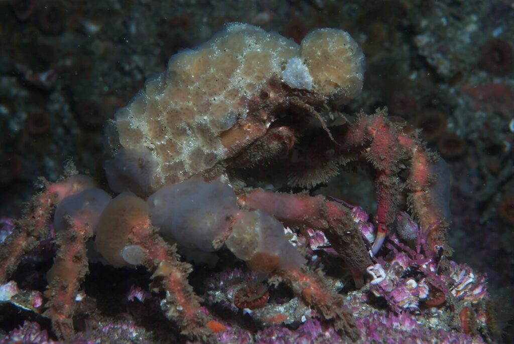 A Decorator crab