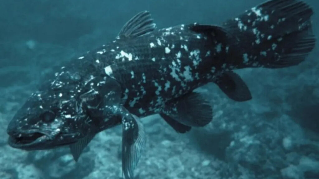 Coelacanth in close proximity