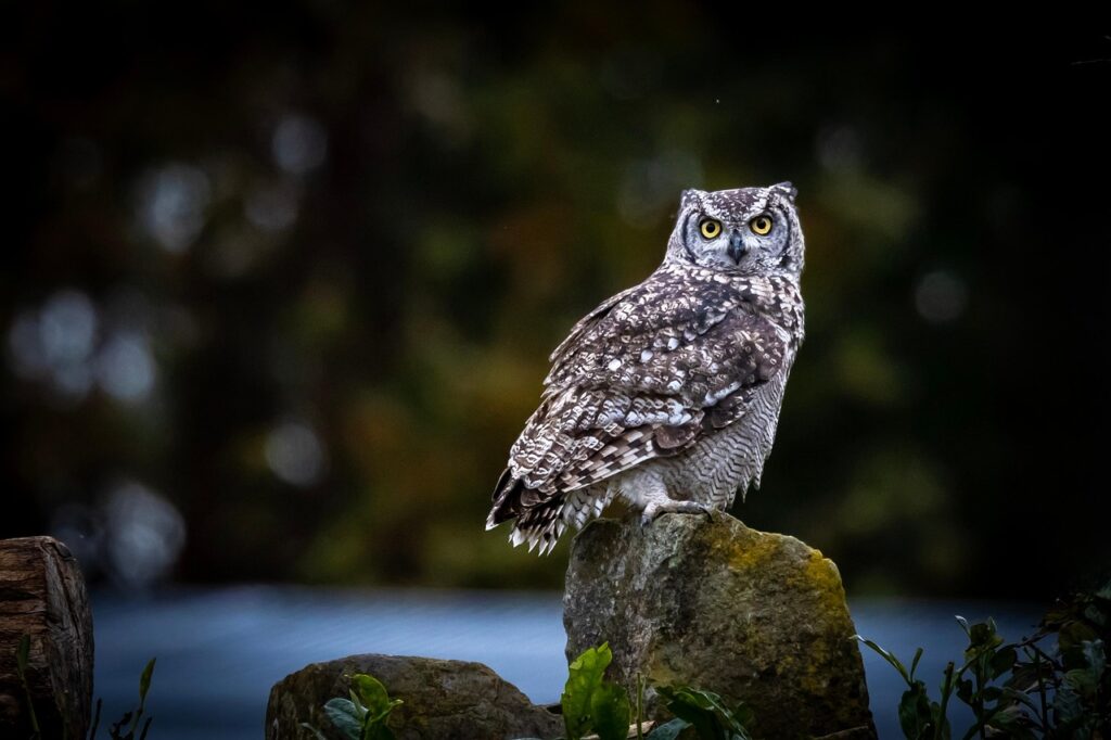 owl-9294302_1280