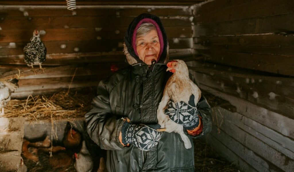 An elderly woman bundled in winter clothes holds a chicken inside a wooden coop.