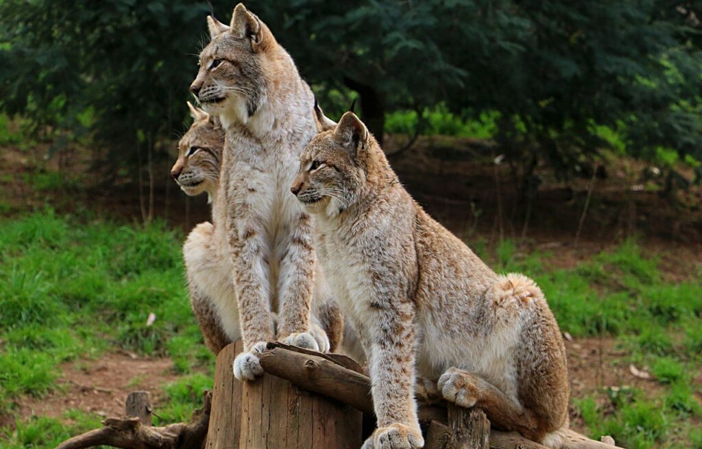 Canada Lynx