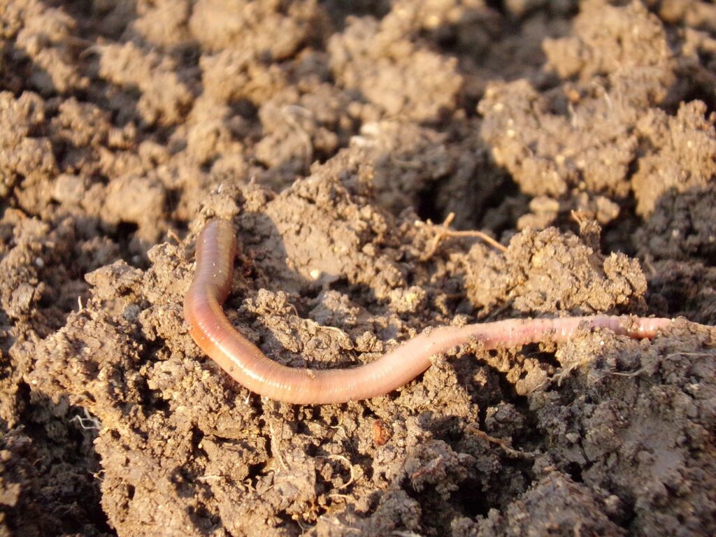 earthworm-686592_1280