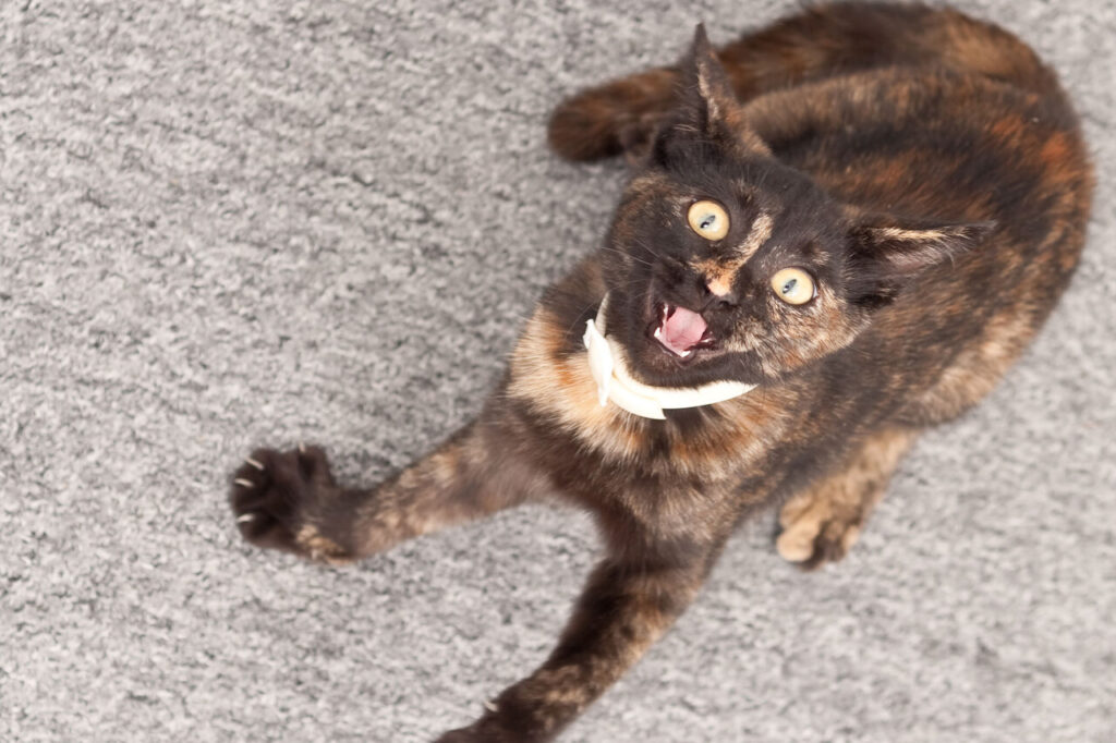 8 Things That Terrify Cats—And Quick Tricks to Calm Them