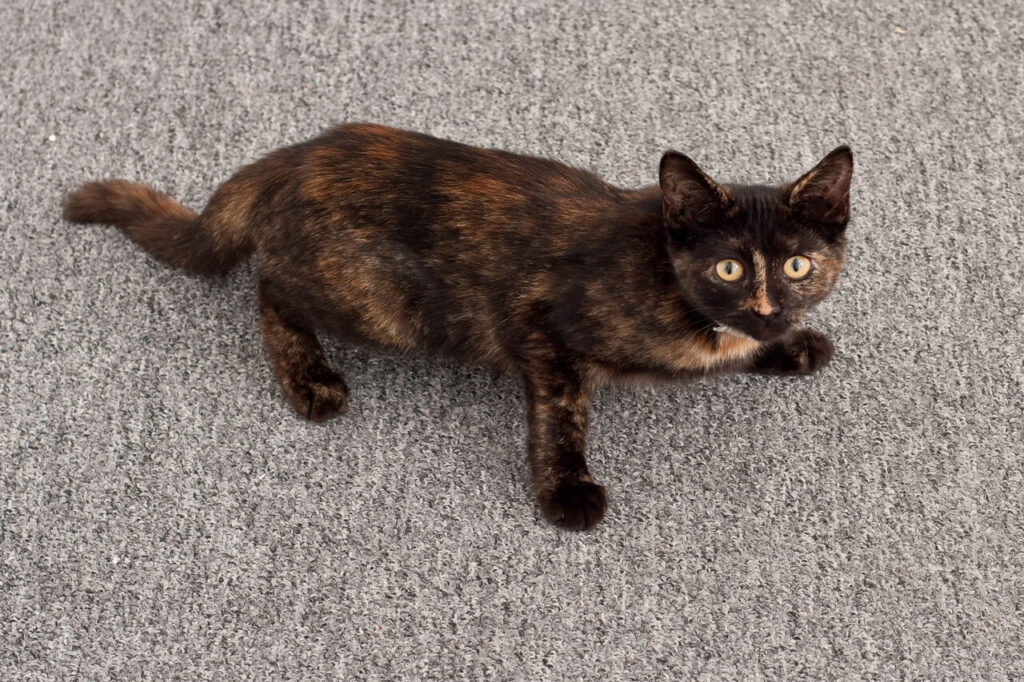 Startled cat due to fireworks