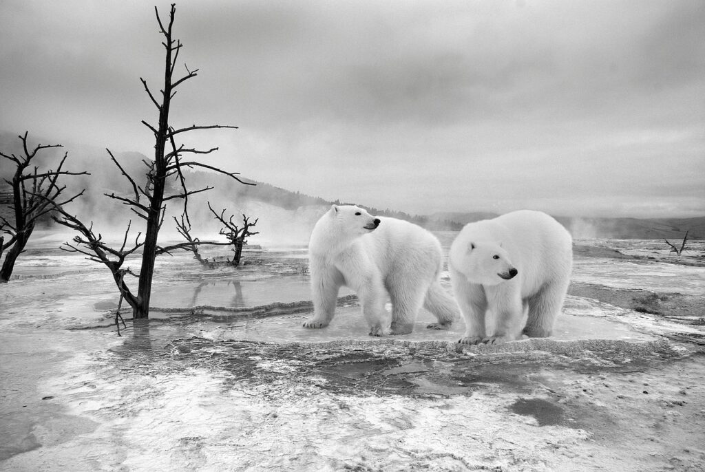 Polar Bears