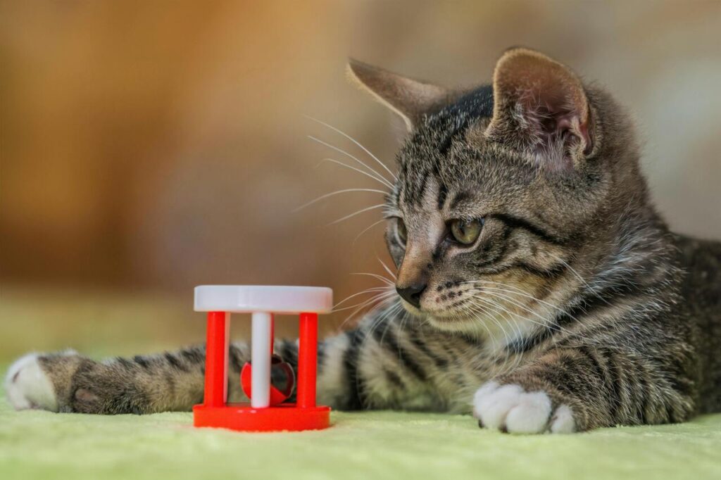 Cat with toy