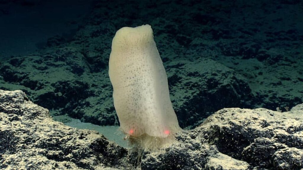 Glass Sponge