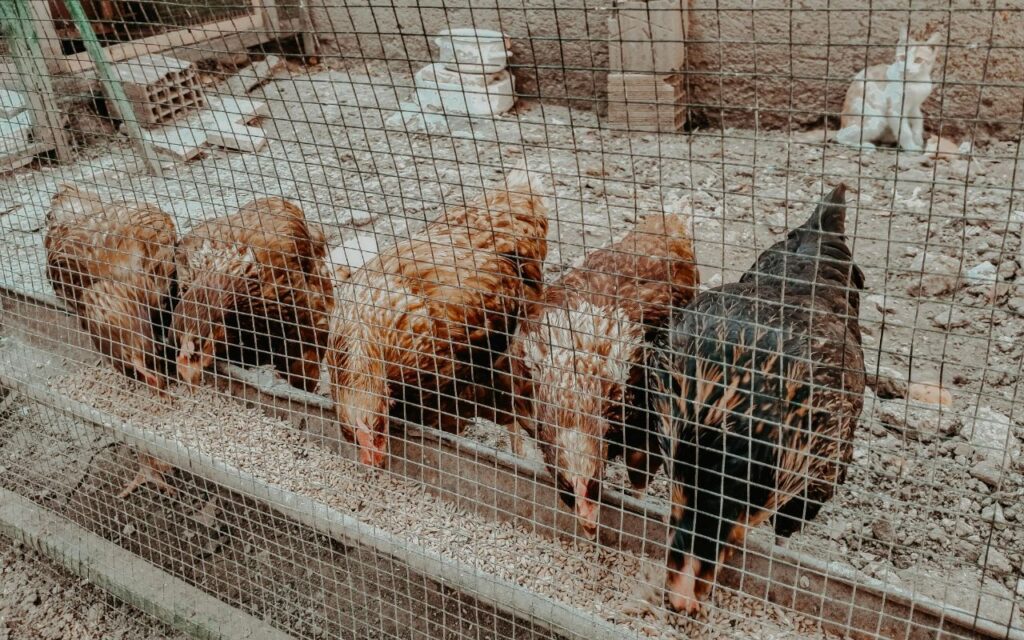 Six chickens eat from a trough behind a wire fence while a cat watches from the background.