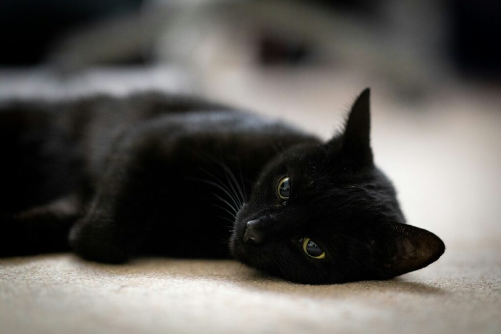 BLack Cat
