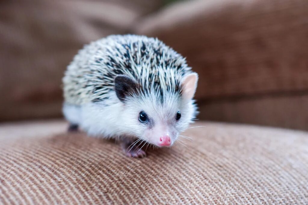 Hedgehog