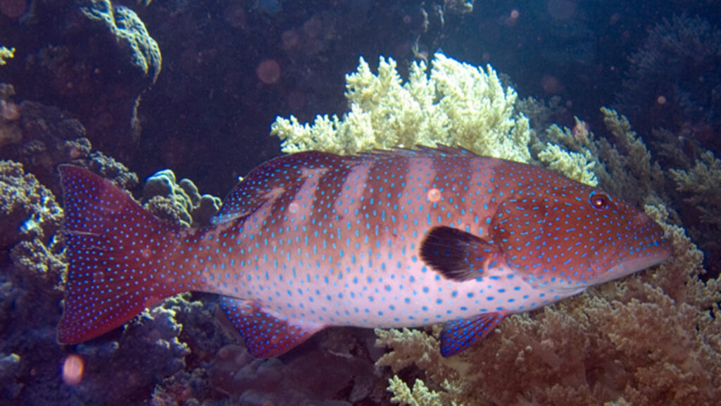A Roving Coral Grouper