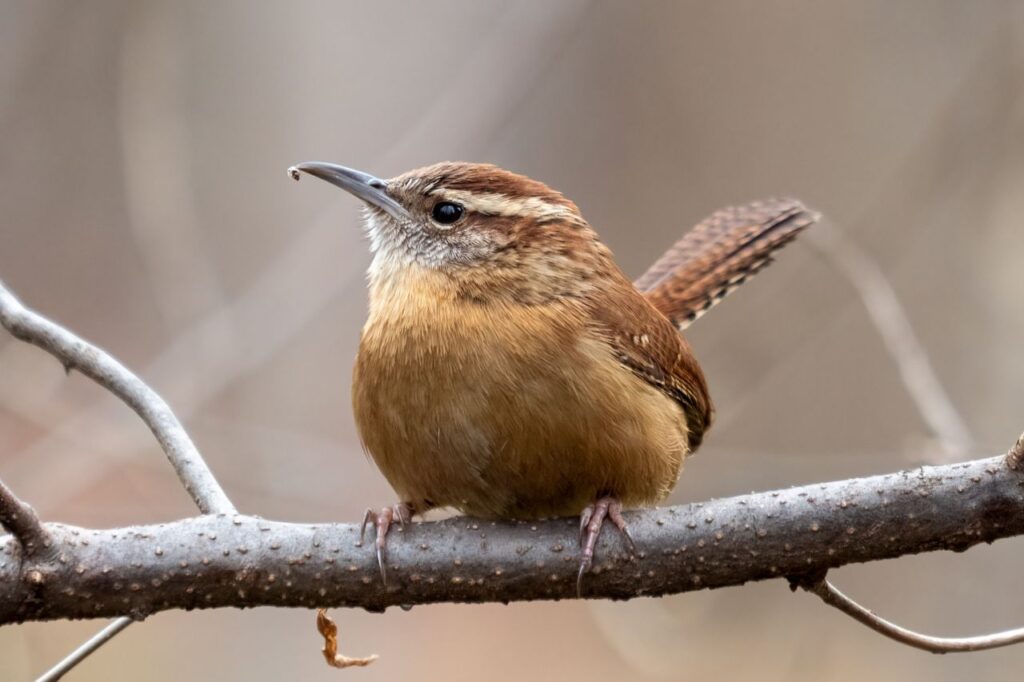 Carolina wren