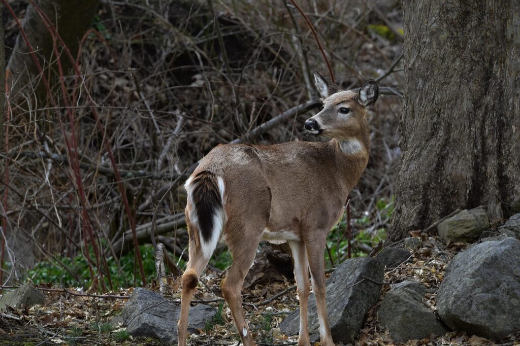 white-tail-deer-7862865_1280