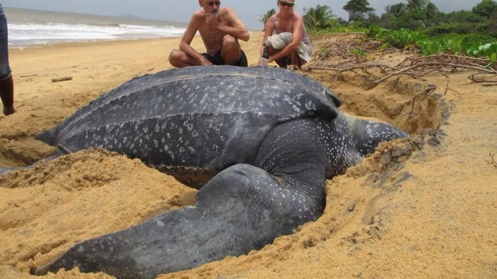 Leatherback Sea Turtle