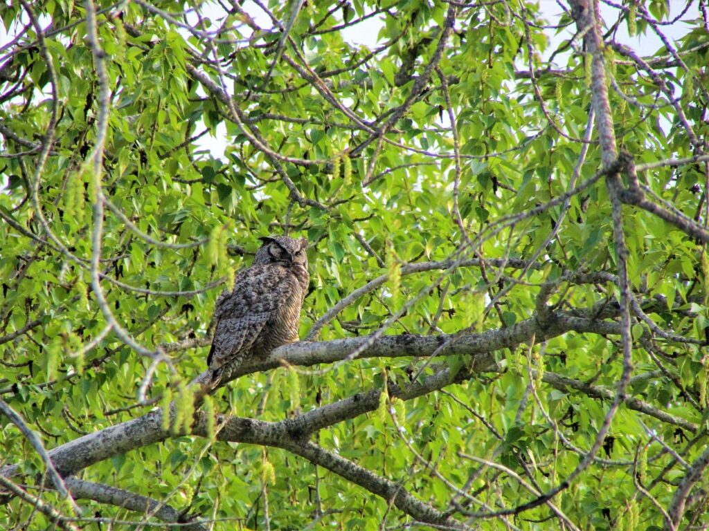 Great Horned Owls