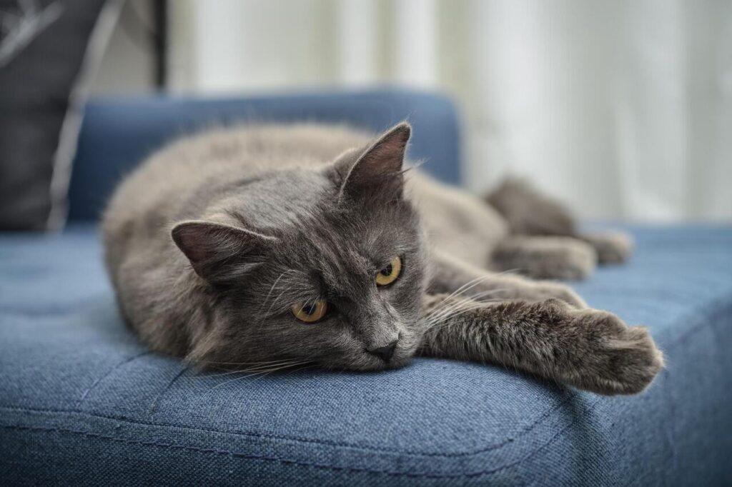 8 Shy-but-Sweet Cat Breeds for Introverts Who Hate Small Talk