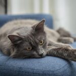 8 Shy-but-Sweet Cat Breeds for Introverts Who Hate Small Talk