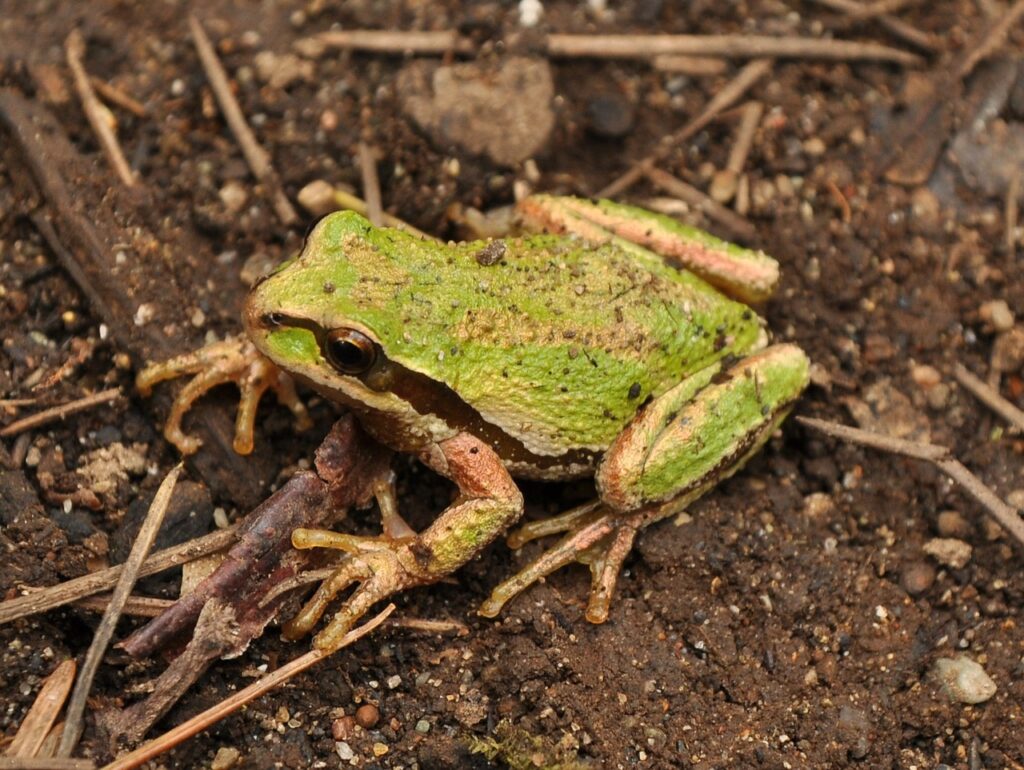 Pacific_Tree_Frog_(Pseudacris_regilla)_3-2