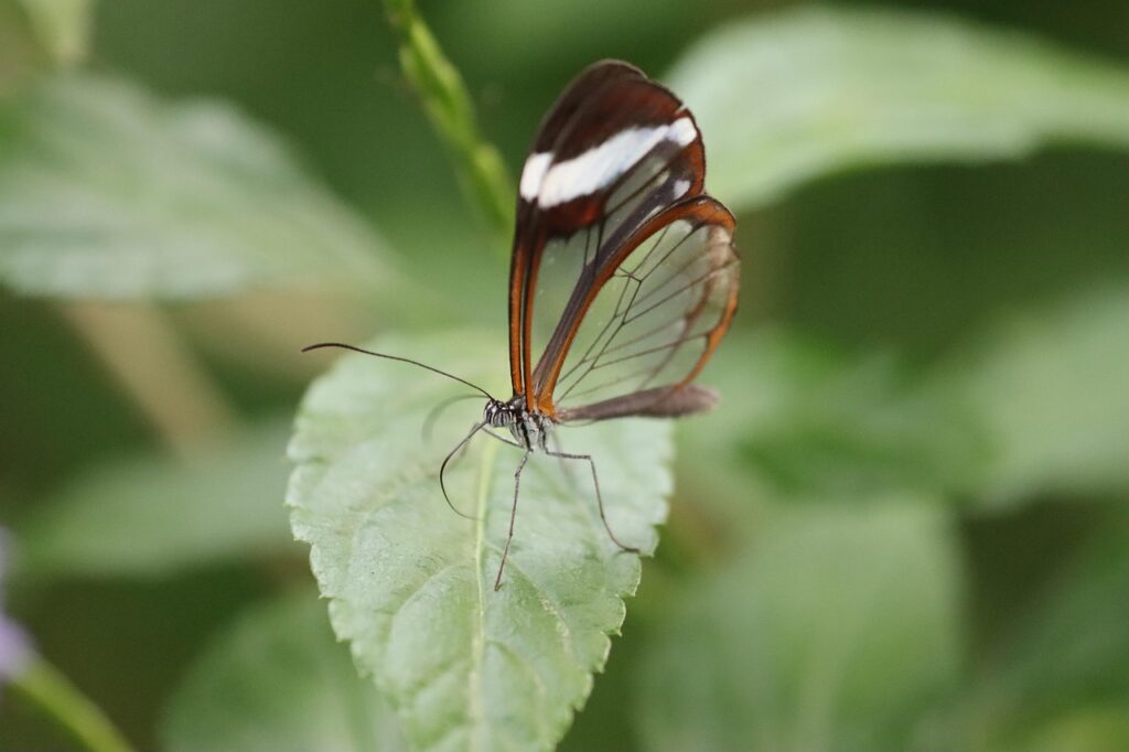 A Glasswing Butterfly