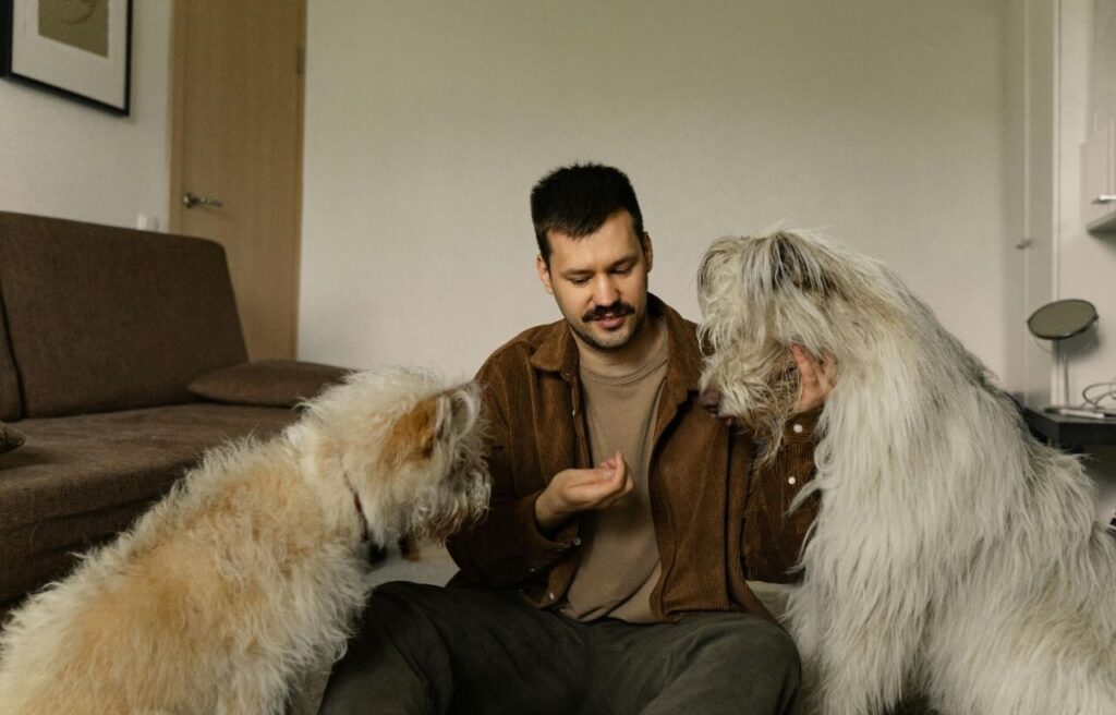 Man sitting indoors training two fluffy dogs in a cozy living room.