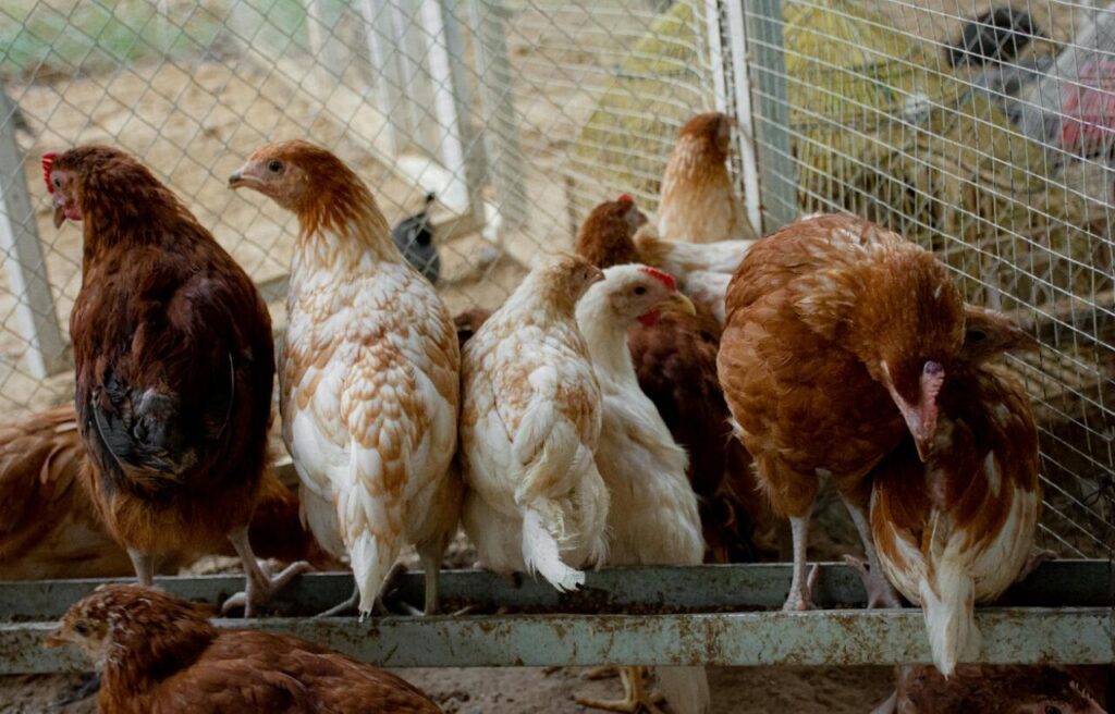A group of brown and white chickens stand closely together inside a fenced coop.