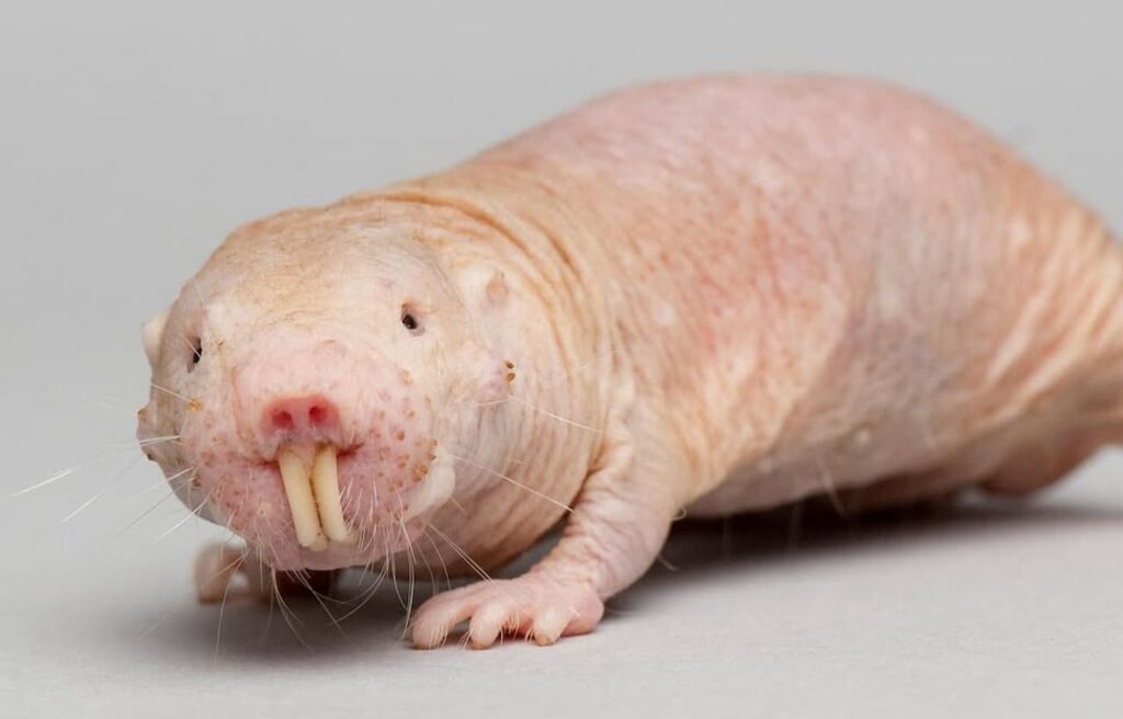 A wrinkled, pink naked mole-rat with protruding teeth crawls on a light surface.