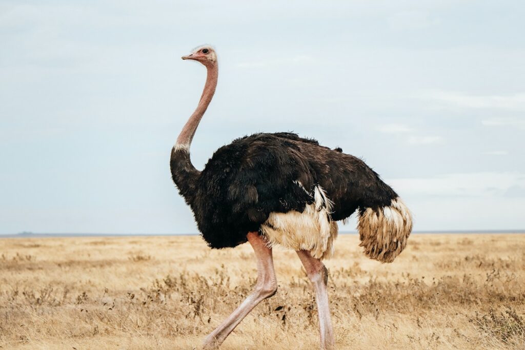 Ostrich