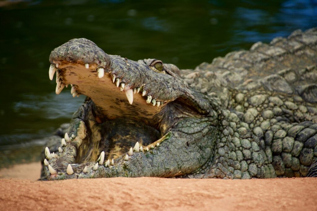Crocodile