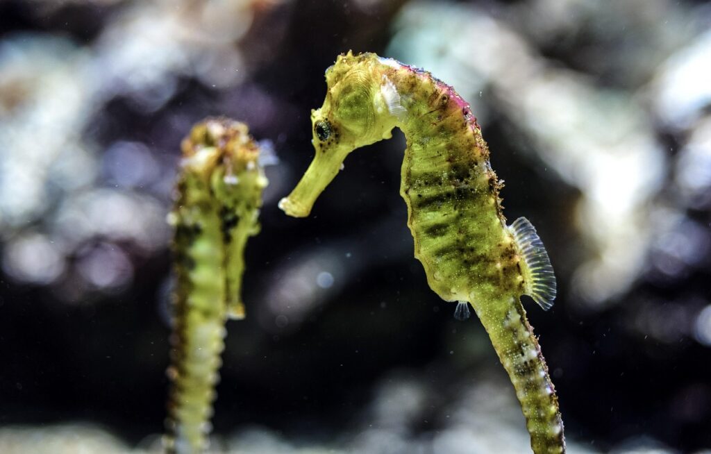 Seahorses
