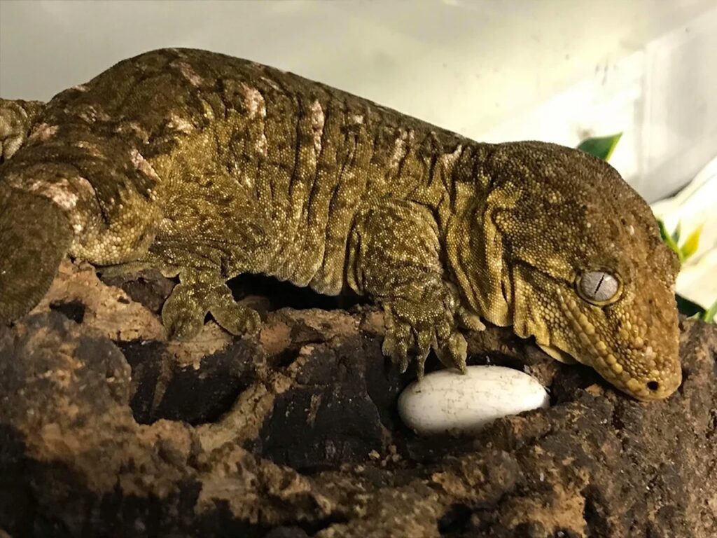 Leachianus geckos