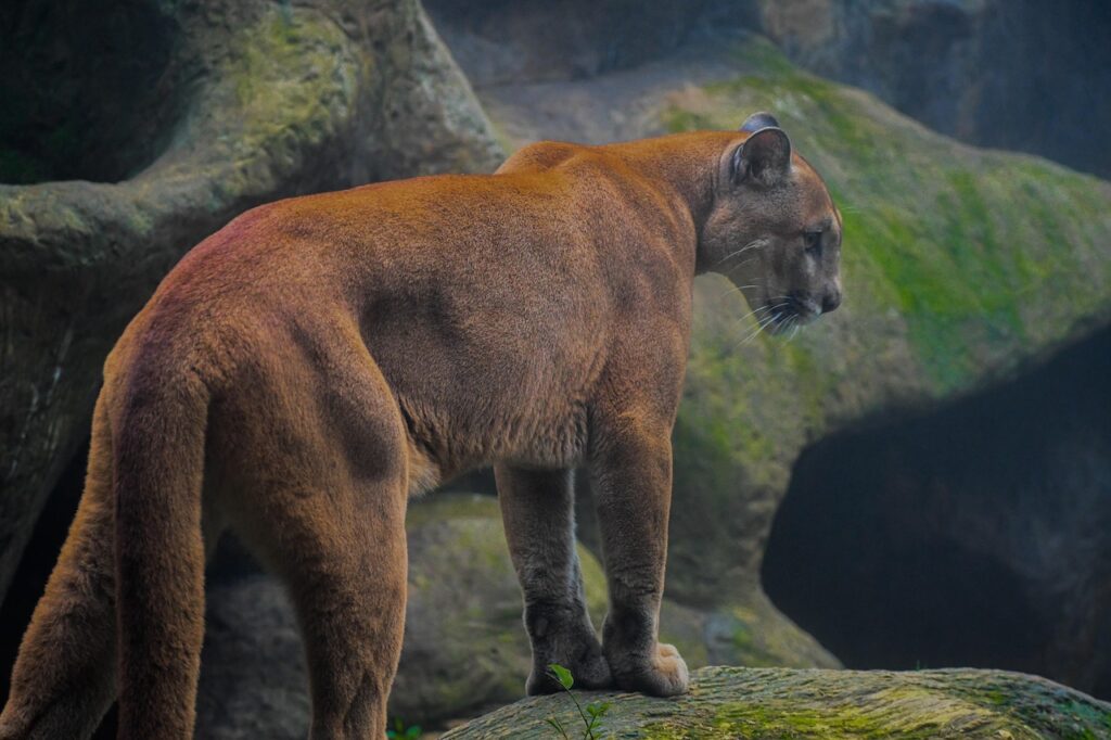Mountain Lion on rocks