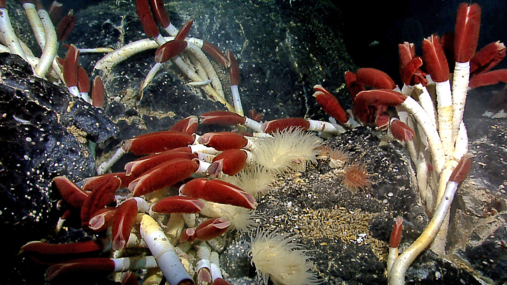 Giant Tube worms