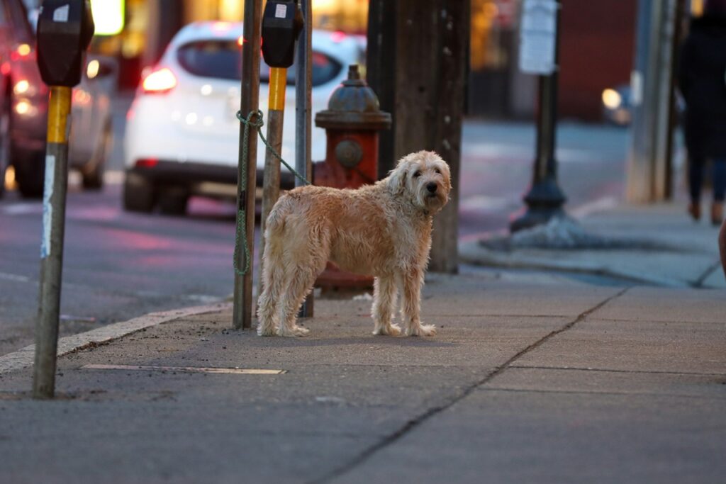 Dog in public