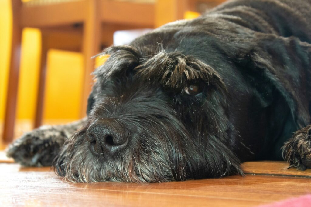 Giant Schnauzer