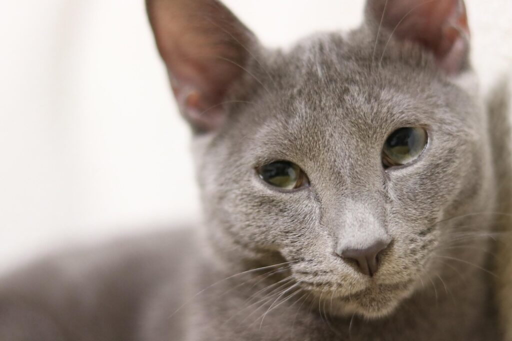 Russian Blue