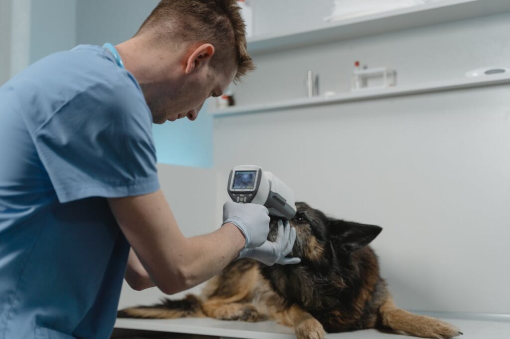 Dog in vet