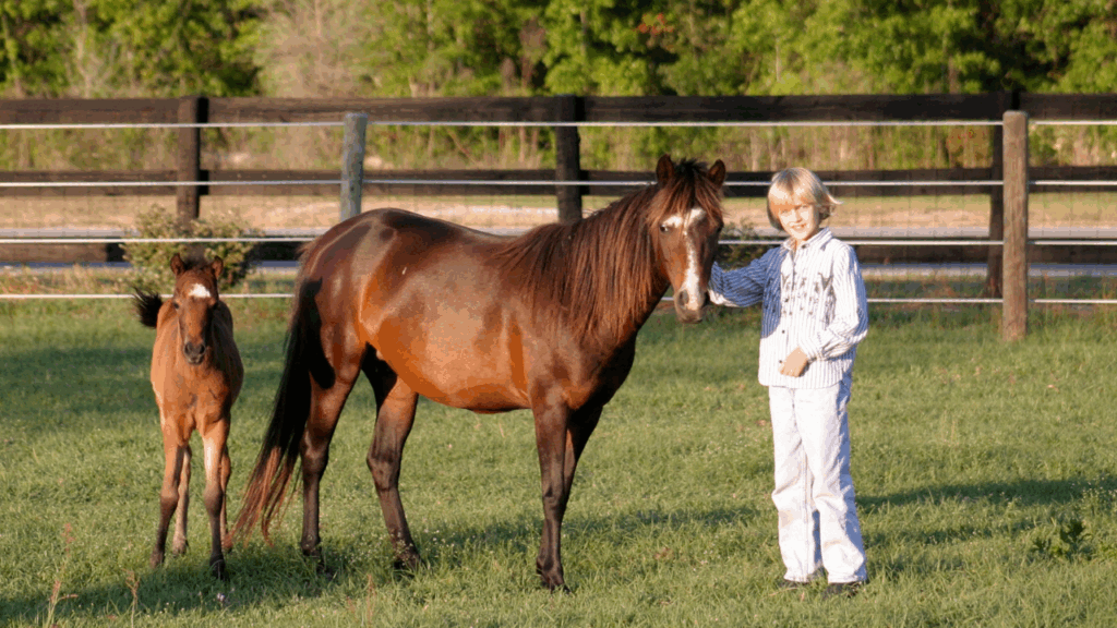 Caspian Pony