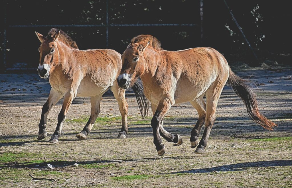 A pair of Takhi Horses