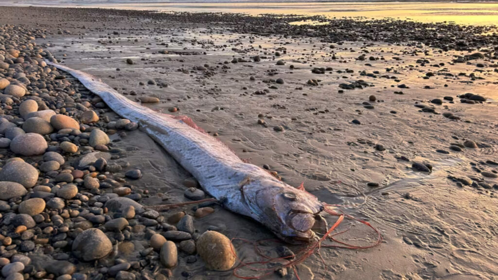 An Oarfish